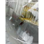 Right Code headlight Iode H1 CIBIE 460062